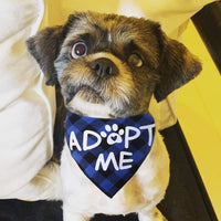 JPB Adopt Me - Bandana para perro (2 unidades) - BESTMASCOTA.COM