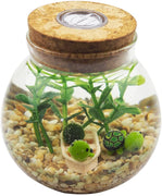 Juego de acuario multi colores Omem, juego pecera con musgo, algas, grava, muñeca y barco de decoración (tortugas) - BESTMASCOTA.COM