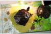 BLSMU - Plataforma deslizante de aros rojos, rampa de reptiles, muelle de tortuga, accesorios de cilindro de tortuga brasileña, decoración de acuario, forma de hoja - BESTMASCOTA.COM