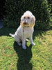Petey's Pet Products - Cable de amarre para perros, 16 pulgadas, chapado en cromo, antióxido, ideal para acampar o el jardín, apto para arnés, correa y accesorios de cadena - BESTMASCOTA.COM