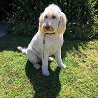 Petey's Pet Products - Cable de amarre para perros, 16 pulgadas, chapado en cromo, antióxido, ideal para acampar o el jardín, apto para arnés, correa y accesorios de cadena - BESTMASCOTA.COM