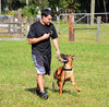 Mockins - Collar para perros con vibración de pitido y control remoto electrónico 100% resistente a la lluvia – Collar de distancia de 990 pies para perros ... - BESTMASCOTA.COM