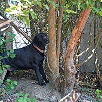 Collar de perro personalizado premium con cierre de metal – disponible en 20 colores + varios tamaños - BESTMASCOTA.COM