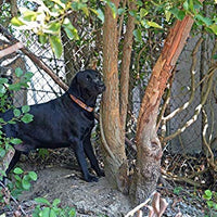 Collar de perro personalizado premium con cierre de metal – disponible en 20 colores + varios tamaños - BESTMASCOTA.COM