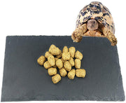 Tfwadmx - Plato de alimentación para reptiles, diseño de tortuga - BESTMASCOTA.COM