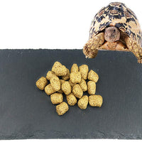 Tfwadmx - Plato de alimentación para reptiles, diseño de tortuga - BESTMASCOTA.COM