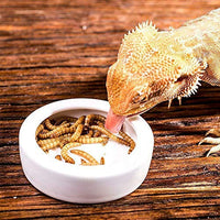 Cuenco de agua para alimentos reptiles – 2 platos de gusano lagarto Gecko cerámico para mascotas, cuencos de gusanos de comida, para camaleón barbudo, cangrejo ermitaño, Dubia, roca, reptil, críquet antiescape, mini alimentador de reptiles - BESTMASCOTA.COM