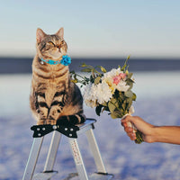 SCENEREAL Collar de gato con lazo de flor, 3 paquetes – Bonito patrón floral de primavera, collares ajustables para gatos gatitos - BESTMASCOTA.COM