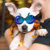 Enjoying Dog Goggles - Small Dog Sunglasses Waterproof Windproof UV Protection for Doggy Puppy Cat - BESTMASCOTA.COM