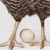 Sin OMG natural de alta proteína seca, golosinas óptimas para aves silvestres, pollos, compra 1 obtén 1 bono decente, celebración de caza de huevos de Pascua - BESTMASCOTA.COM