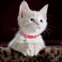 Didog - 6 collares de gato de color fresco con campana, de nailon suave y ajustable, con hebilla de seguridad, para gatitos, perros pequeños - BESTMASCOTA.COM