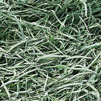 Standlee Hay Company Premium Timothy Grass forraje elegido a mano - BESTMASCOTA.COM