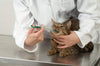 easyinsmile Pet Medical Kit de alimentación Pet píldora/Tablet Jeringa con punta suave para perro Cachorro Gato Color al azar - BESTMASCOTA.COM