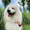 IVIA - Clips para etiquetas de perro, múltiples tamaños de acero inoxidable 304, clip rápido con anillos/fácil cambio de identificación para mascotas para collares y arneses. - BESTMASCOTA.COM