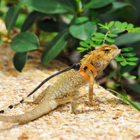 Mihachi Arnés de dragón ajustable de piel suave para amphibianos pequeños y medianos y otros animales pequeños de mascotas - BESTMASCOTA.COM