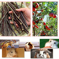 Sharllen palitos de manzana para masticar mascotas, conejos, chinchilla y cobayas - BESTMASCOTA.COM