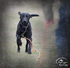 Correa anaranjada SportDOG - BESTMASCOTA.COM