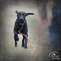 Correa anaranjada SportDOG - BESTMASCOTA.COM