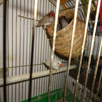 Hamiledyi - Jaula de pájaros de simulación de pajita de pájaros 100% fibra natural – Cozy Resting Place para pájaros – Proporciona refugio de clima frío – Pájaros escondidos de Predatores – Ideal para Finch & Canary - BESTMASCOTA.COM