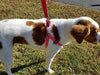 Arnés ajustable Pupteck para perro, medida básica de cachorro, de nailon, chaleco para pasear en exteriores con etiqueta de identificación - BESTMASCOTA.COM