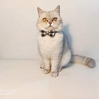 Collar de gato con lazo y campana para gato, ajustable, para mascotas y gatos. - BESTMASCOTA.COM