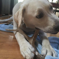 Perro masticar de asta de ciervo, tamaño mediano, 9 inches a 13 inches de largo. Perfecto para su a medio y tamaño grande Perros y cachorros. Grado A premium. Happy Dog garantía - BESTMASCOTA.COM