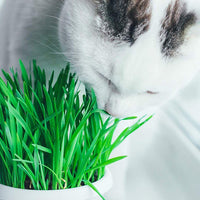 Semillas de césped para gato 100% orgánicas (Sin OMG) - BESTMASCOTA.COM