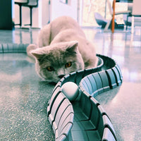 Magic Cat Track y pelota tamaño doble, juguete para gatos, Gatos, Mascotas, Kitties, que consta de 16 'flexible pistas y 4 bolas) - BESTMASCOTA.COM