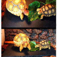 Tfwadmx - Plato de alimentación para reptiles, diseño de tortuga - BESTMASCOTA.COM