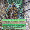 Turtle Platform for Aquarium - Floating Dock for Relaxation, Drying & Basking - Green, Rubber Foam Island Terrarium Décor - Great Spot for Heat Conduction - with 4 Suction Cups & 2 Brackets for Easy - BESTMASCOTA.COM