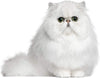 Toallitas quitamanchas Eye Envy para gatos – 60 unidades - BESTMASCOTA.COM