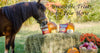 Mrs. Pastures Galletas y dulces de caballo – Premium All Natural Treats (5 libras) - BESTMASCOTA.COM