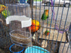 hypeety comida para pájaros dispensador de agua 2 pc alimentador de mascotas y taza de agua 6.8 fl oz/7.05 oz transparente jaula de pájaros alimentador para pájaros periquitos pequeño pájaro (color al azar & Pack de 2) - BESTMASCOTA.COM