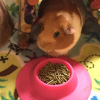 staybowl tip-proof Pet Bowl ergonómico para Conejillo de Indias y otros pequeños animales de compañía, 1/4-Cup Pequeño Tamaño, Fucsia (Rosa) - BESTMASCOTA.COM