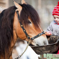 Mrs. Pastures Galletas y dulces de caballo – Premium All Natural Treats (5 libras) - BESTMASCOTA.COM
