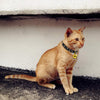 SLSON - 2 collares para gatos con campana para gatitos y cachorros, lindo collar con patrón de estrellas y campana dorada para gatito de mascota ajustable de 8 a 12 pulgadas - BESTMASCOTA.COM