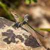 Frienda 6 piezas ajustable Lizard Leash Reptile Arnés de dragón con correa Gecko con alas de cuero para Lizards Anfibios y animales pequeños de mascotas, 3 tamaños - BESTMASCOTA.COM