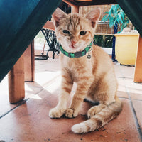 BWOGUE Collar para gato con campana – 6 paquetes de colores clásicos a cuadros, collares de seguridad ajustables para cachorro de gatito - BESTMASCOTA.COM