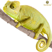 Vino de animales de 6 pies – rama giratoria y flexible – Crea hábitat natural para reptiles y anfibios – Décor & escalada juguete para camaleones, ranas de árboles, Geckos – 5 ventosas incluidas - BESTMASCOTA.COM
