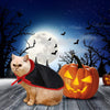 Idepet - Disfraz de Halloween para perro, 8 alas de araña, color morado, para cachorros - BESTMASCOTA.COM