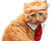 Trump disfraz de gato y corbata para Halloween, Festivales, Fiestas y actividades - BESTMASCOTA.COM