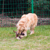 HIPET Juguetes para perros sin relleno, juguetes para perros chirriantes, masticadores de felpa para perros grandes, 4 piezas - BESTMASCOTA.COM