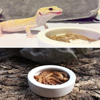 Tfwadmx - Cuenco para agua de reptil, plato de cerámica con pinzas para gecko y tortuga de lagarto, camaleón de dragón, leopardo, serpiente de maíz Gecko - BESTMASCOTA.COM