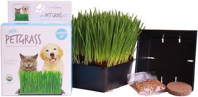 Handy Pantry Organic Cat Grass Kit - BESTMASCOTA.COM