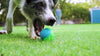 Pet President TPR LED Light Up and Squeaky 2.5 in Pet Ball Pet Supplies (2 unidades) - BESTMASCOTA.COM