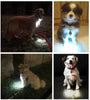 Luz para perro, collar de perro, correa de bubbba, luz – (no versión actual) 2 por paquete – para paseos de perro y monitoreo de patio. Se fija a la correa, collar de perro, arnés. Ideal para perros pequeños y grandes. (Color negro) - BESTMASCOTA.COM