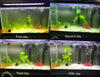 COODIA - Filtro de agua para tanque de acuario (sumergible, luz U-V) - BESTMASCOTA.COM