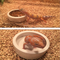 Tfwadmx - Cuenco para agua de reptil, plato de cerámica con pinzas para gecko y tortuga de lagarto, camaleón de dragón, leopardo, serpiente de maíz Gecko - BESTMASCOTA.COM