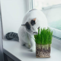 Kit de bolsa de cultivo de hierba de gato compuesta, 3 unidades, todo orgánico, solo tienes que añadir agua. Fabricado en los Estados Unidos. - BESTMASCOTA.COM