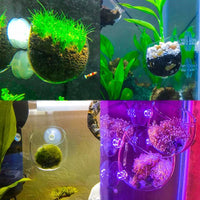 senzeal 2 x tazas de planta acuática de vidrio olla con 4 x ventosas para tanque de peces acuario Aquascape - BESTMASCOTA.COM